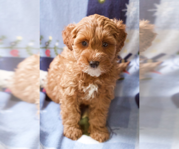 Medium Photo #15 Goldendoodle (Miniature) Puppy For Sale in MILWAUKEE, WI, USA