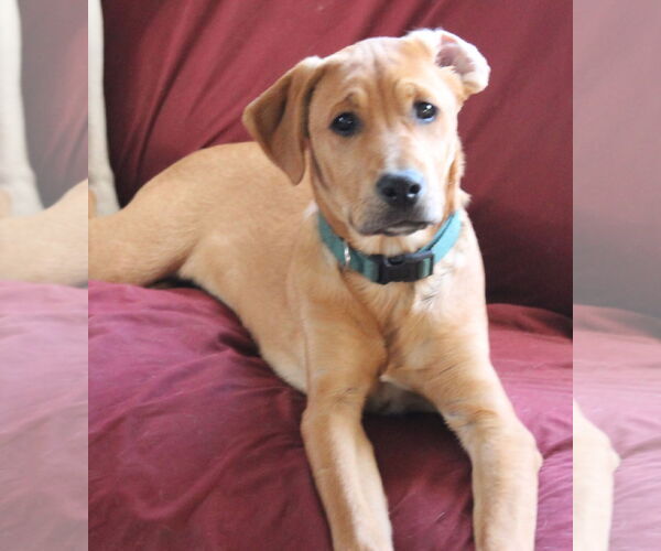 Medium Photo #1 Boxer-Unknown Mix Puppy For Sale in Burnsville, MN, USA