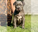 Puppy Puppy 1 American Bully