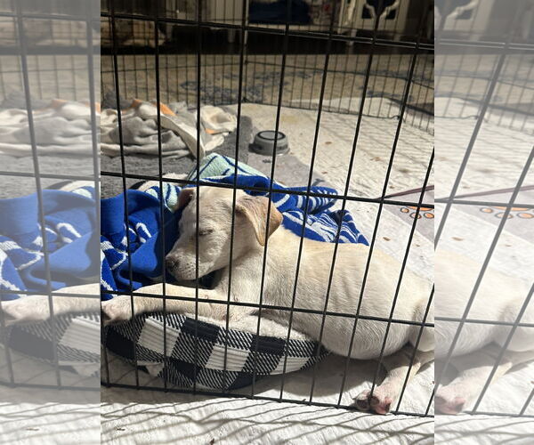 Medium Photo #2 Labrador Retriever-Unknown Mix Puppy For Sale in The Woodlands, TX, USA