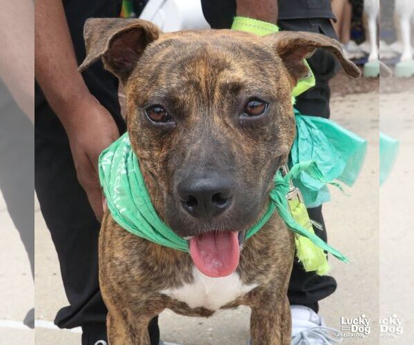 Medium Photo #2 Plott Hound-Unknown Mix Puppy For Sale in Washington, DC, USA