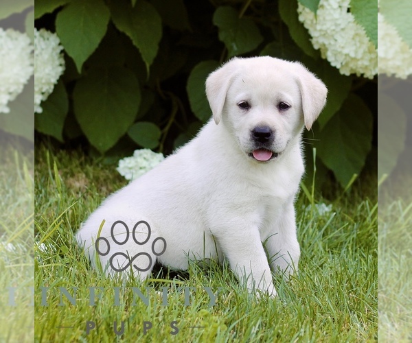 Medium Photo #3 Labrador Retriever Puppy For Sale in PARADISE, PA, USA