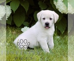 Small #2 Labrador Retriever