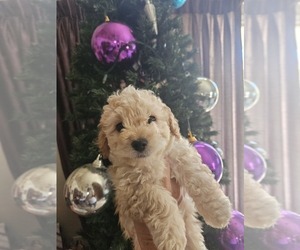 Bichon Frise-Bichpoo Mix Puppy for sale in GOODYEAR, AZ, USA