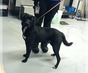 Labrador Retriever-Unknown Mix Dogs for adoption in Fayetteville, NC, USA