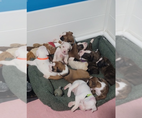 Medium Photo #1 Boxer Puppy For Sale in SHELTON, WA, USA