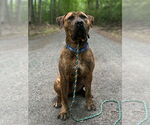 Small #2 Presa Canario Mix