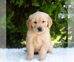 Small #3 Golden Retriever