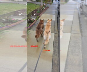 GRACIE & LEONA - Female Australian Kelpie-Siberian Husky Mix Dog for Adoption - Photo #10