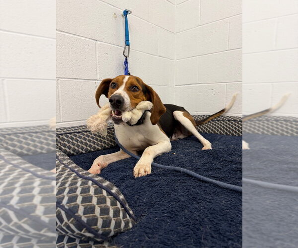 Medium Photo #4 Coonhound Puppy For Sale in Pierceton , IN, USA