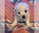Small Photo #6 Bichon Frise Puppy For Sale in BAXTER, MN, USA