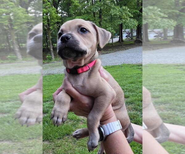 Medium Photo #1 Dachsador Puppy For Sale in Aurora, IN, USA