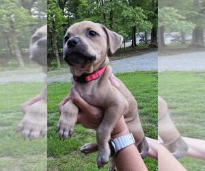 Dachsador Dogs for adoption in Aurora, IN, USA