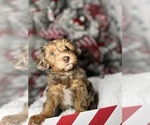 Small Photo #5 YorkiePoo Puppy For Sale in EAGLE MOUNTAIN, UT, USA