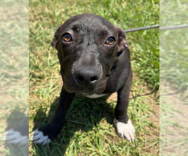 Medium Photo #2 Bulldog-Labrador Retriever Mix Puppy For Sale in Tarrytown, GA, USA
