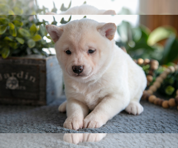 Medium Photo #3 Shiba Inu Puppy For Sale in SHILOH, OH, USA