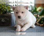 Small #2 Shiba Inu