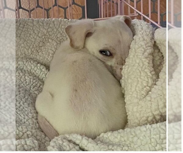 Medium Photo #4 Mutt Puppy For Sale in New York, NY, USA