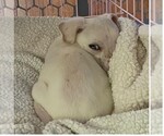 Small #3 Mutt