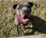 Small #1 Mastiff Mix