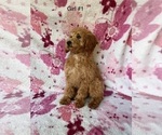 Puppy Girl 1 Poodle (Toy)