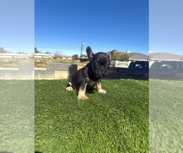 Medium Photo #17 French Bulldog Puppy For Sale in SANTA MONICA, CA, USA