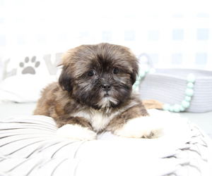 Shih Tzu Puppy for sale in MARIETTA, GA, USA