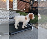 Small Photo #23 Poodle (Standard) Puppy For Sale in MOORES HILL, IN, USA