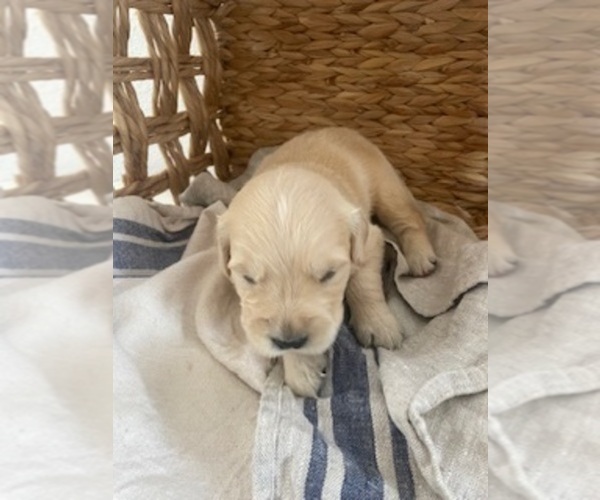 Medium Photo #12 Golden Retriever Puppy For Sale in MERCED, CA, USA