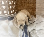 Small #11 Golden Retriever