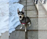 Small #4 Siberian Husky Mix