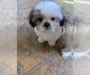 Shih Tzu Puppy for sale in SAGINAW, MI, USA
