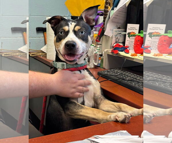 Medium Photo #3 Australian Shepherd-Unknown Mix Puppy For Sale in Rustburg, VA, USA