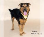 Small #1 German Shepherd Dog Mix