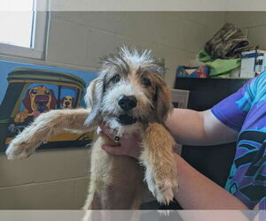 Poodle (Standard)-Unknown Mix Dogs for adoption in SHERBURNE, NY, USA
