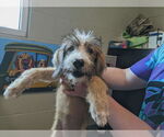 Small Poodle (Standard) Mix