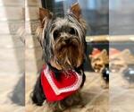 Small Photo #13 Yorkshire Terrier Puppy For Sale in PALO ALTO, CA, USA