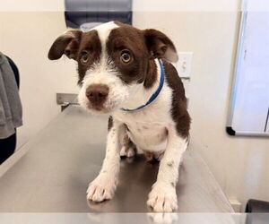 Mutt Dog for Adoption in San Clemente, California USA