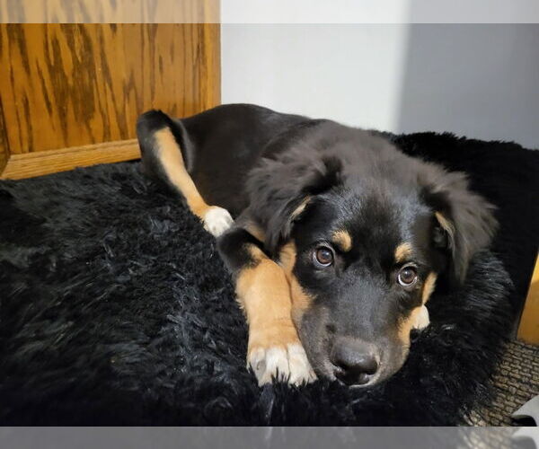 Medium Photo #3 Mutt Puppy For Sale in Minneapolis, MN, USA