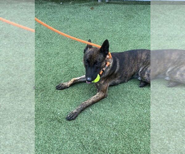 Medium Photo #2 - Mix Puppy For Sale in Imlay City, MI, USA