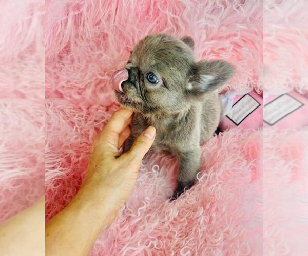 Medium Photo #1 French Bulldog Puppy For Sale in WEST PALM BEACH, FL, USA