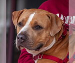Small #11 American Pit Bull Terrier