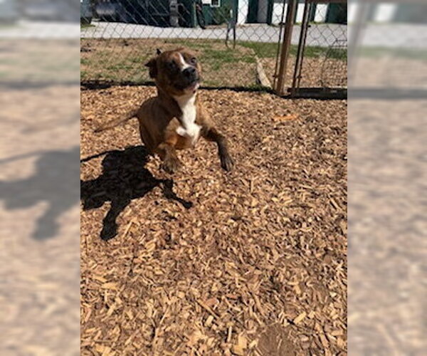 Medium Photo #2 Mutt Puppy For Sale in Sparta, TN, USA