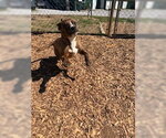 Small #1 Mutt