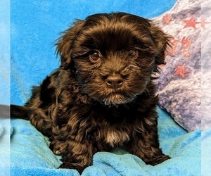 Havanese Puppy for sale in POST FALLS, ID, USA