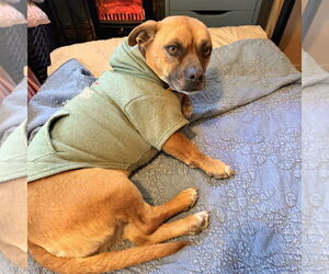 Chihuahua-Unknown Mix Dogs for adoption in Vail, AZ, USA