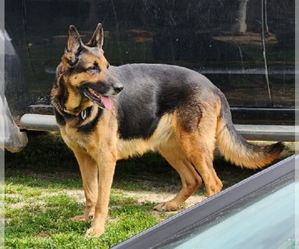 Medium Photo #1 German Shepherd Dog Puppy For Sale in WYTHEVILLE, VA, USA