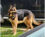 Small Photo #1 German Shepherd Dog Puppy For Sale in WYTHEVILLE, VA, USA