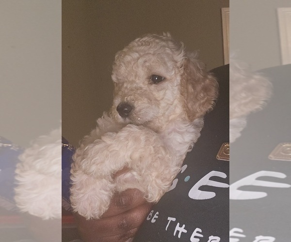 Medium Photo #1 Poodle (Standard) Puppy For Sale in MILWAUKEE, WI, USA