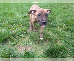 Small #6 Boxer Mix